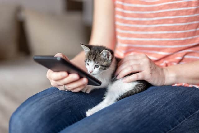 Kittens can get pregnant from four months old