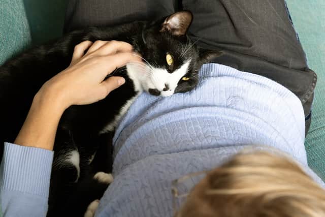 Indoor cats may need to be vaccinated