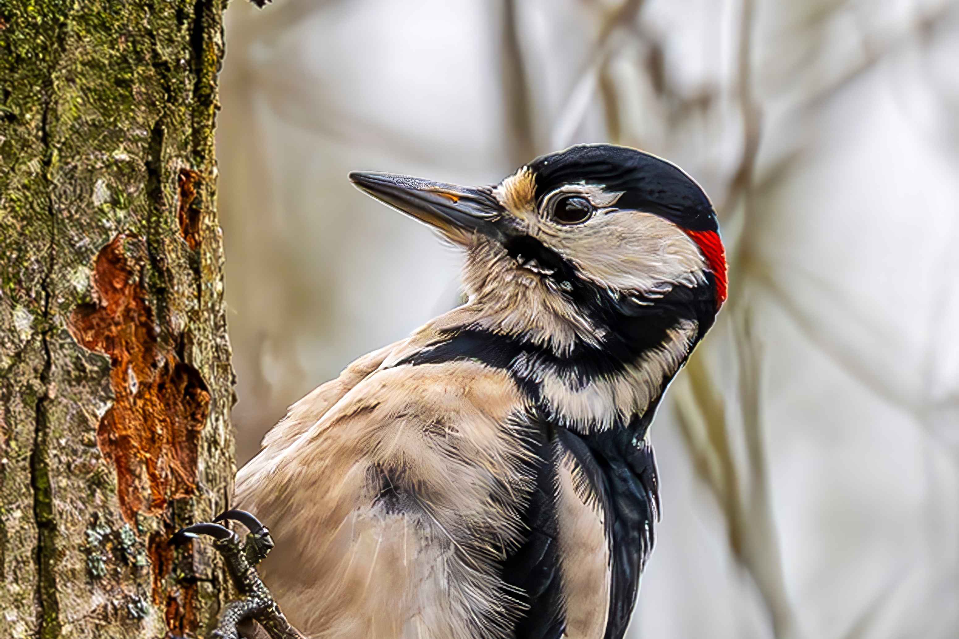 Columnist Graham Workman on a bumper year for an industrious woodpecker