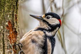 Great spotted woodpecker. A full time resident in Haigh woodlands