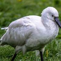 Nature Notes with Graham Workman: let's take a look at spoonbills