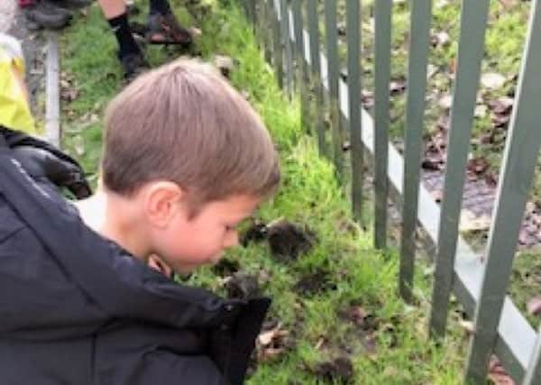 A dedicated daffodil bulb planter at St Thomas the Martyr CE Primary School