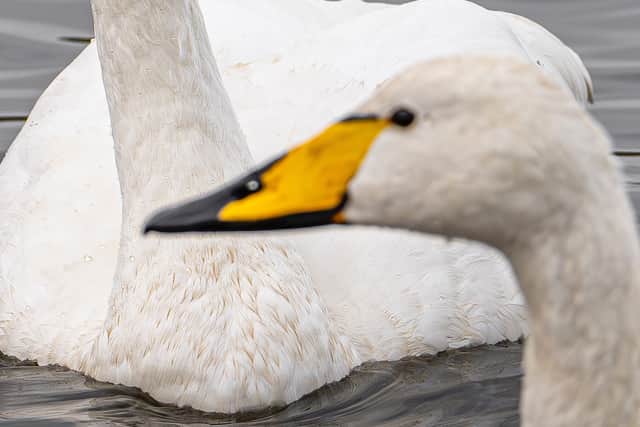 Whooper Swan, much more yellow than black on the bill.