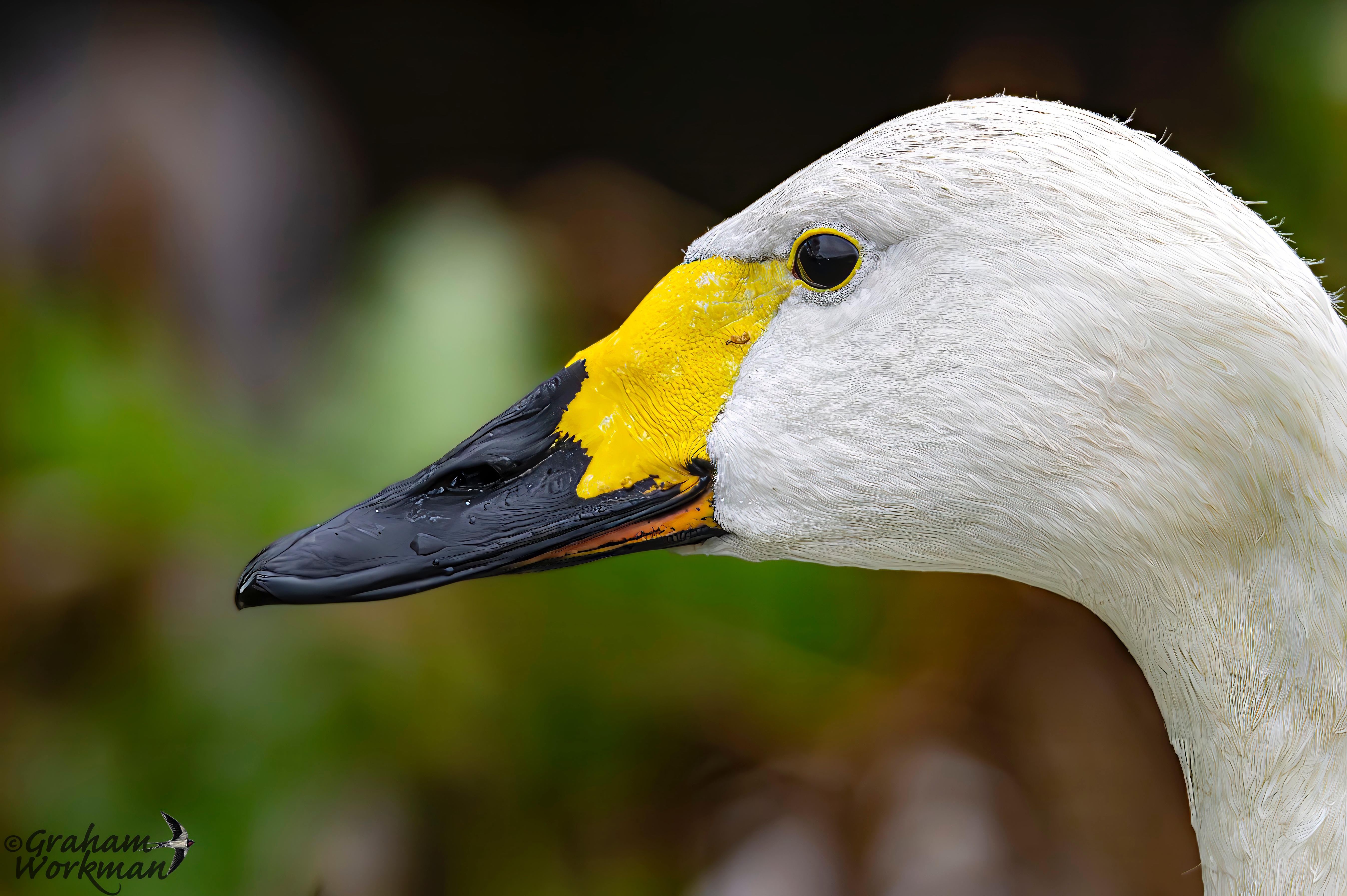 Wildlife expert Graham Workman picks out three different swans and ...