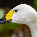 Bewick's Swan, half yellow half black bill.