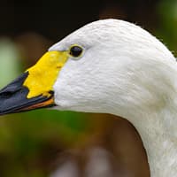 Wildlife expert Graham Workman picks out three different swans and shows how you can tell them apart