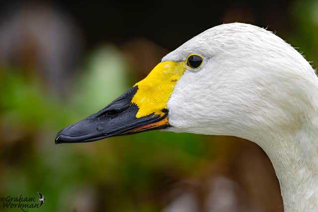 Bewick's Swan, half yellow half black bill.