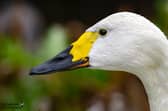Bewick's Swan, half yellow half black bill.