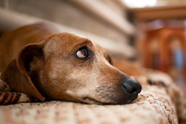 Research into firework-sensitive dogs has found measurable differences in autonomic nervous system activity after exposure to recorded firework sounds