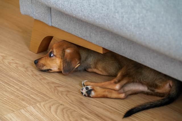 If you know your dog struggles with fireworks, speak to your vet in advance so you have time to put the right support in place