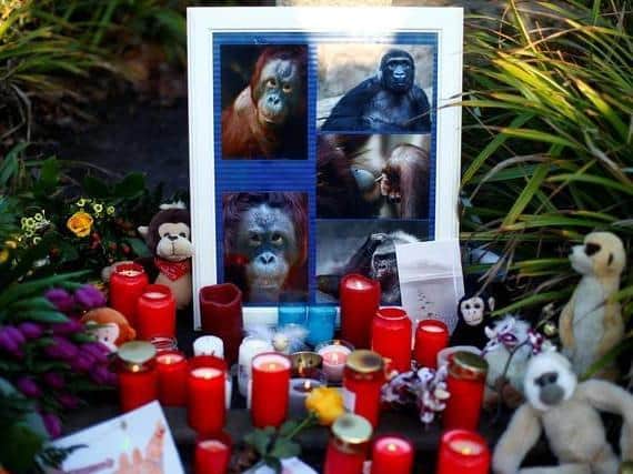 Candles left at the scene of the tragic zoo fire in Germany