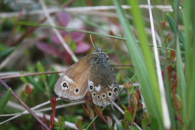 Large heath butterfly photographed at Winmarleigh Moss by Alan Wright