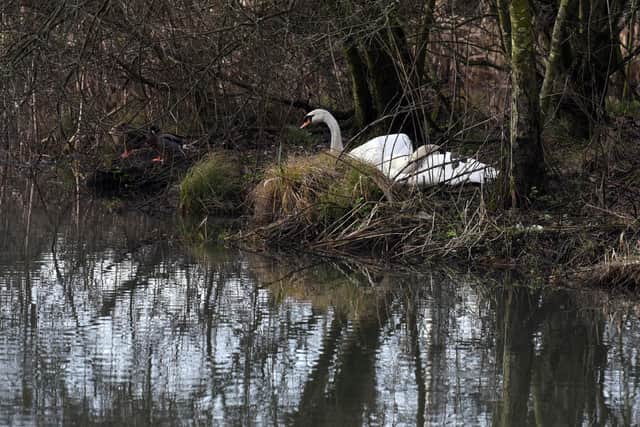 The swans have been cleaned up after being covered in oil and returned to the pond at Martland Mill, off Scot Lane, Wigan