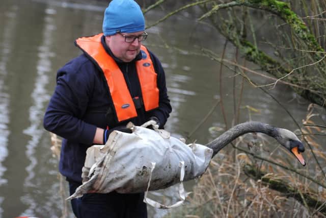 RSPCA animal welfare officer David Hatton, part of the team  to rescue five swans, covered in oil or diesel, at Scot Lane fishing pond