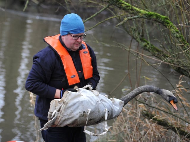 RSPCA animal welfare officer David Hatton, part of the team to rescue five swans, covered in oil or diesel, at Scot Lane fishing pond