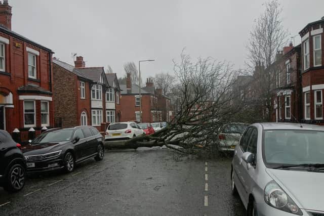 The winds have been strong enough to rip trees from their roots in Swinley Road