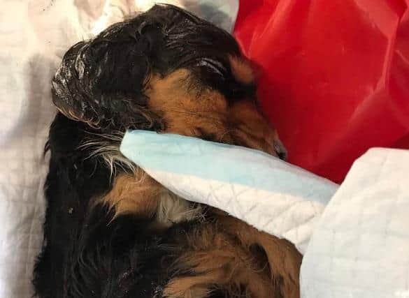 The dead puppy that was found in a garden in a house in Wigan