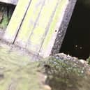 The cat stuck in the lock