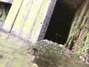 The cat stuck in the lock