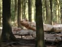 A woodland sculpture at Beacon Fell Country Park, one of the sites now closed by Lancashire County Council