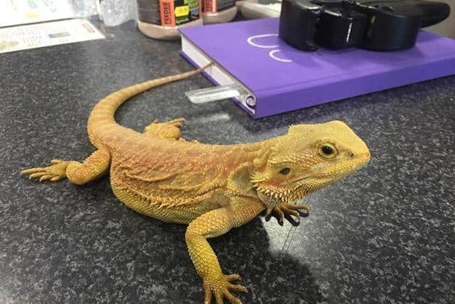 Shop Bearded Dragons —