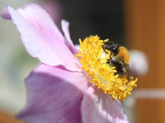A large selection of bees and wasps will be arriving in your garden