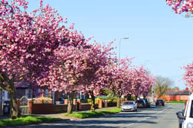 Trees are a big ally in the war on climate breakdown