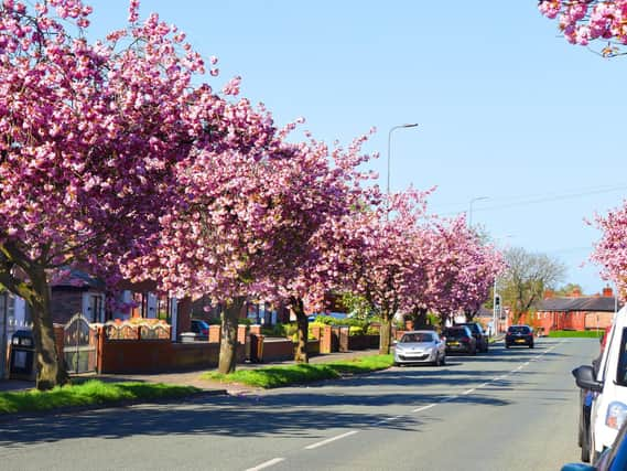 Trees are a big ally in the war on climate breakdown