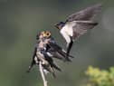 Picture: Peter Tonkin / SWNS.com