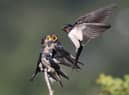 Picture: Peter Tonkin / SWNS.com