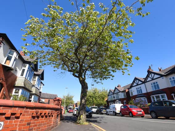 The tree which the council has decided needs to be cut down