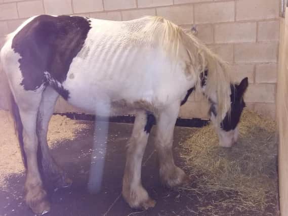 The RSPCA has been kept very busy during lockdown with emergencies, including neglected, underfed horses like this one