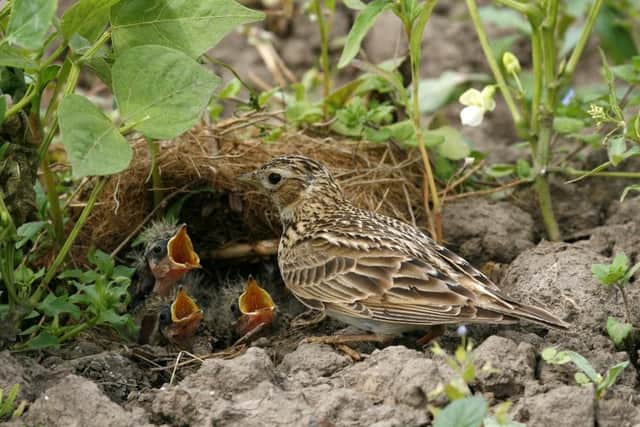 A Skylark with its young. Image: Wildlife Trust