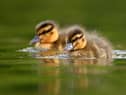 Visitors will be able to enjoy the wildlife once more