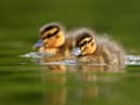 Visitors will be able to enjoy the wildlife once more