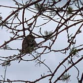 An owl needed help after getting tangled in fishing line in a tree in Lancashire. The owls foot was trapped in fishing litter and he was spotted dangling from a tree in Hoghton, near Preston. An RSPCA officer rescued the bird and took him to a nearby vet where they cut the wire free. The owl is now recovering at a local wildlife centre. Picture courtesy RSPCA.