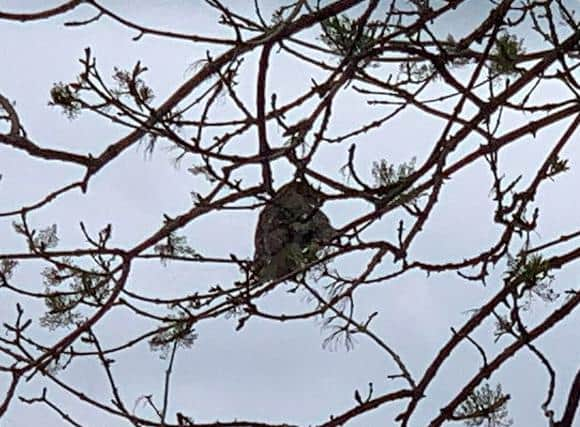 An owl needed help after getting tangled in fishing line in a tree in Lancashire. The owls foot was trapped in fishing litter and he was spotted dangling from a tree in Hoghton, near Preston. An RSPCA officer rescued the bird and took him to a nearby vet where they cut the wire free. The owl is now recovering at a local wildlife centre. Picture courtesy RSPCA.