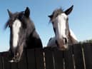 People are being asked not to feed horses
