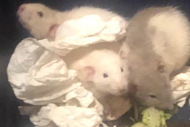 These rats were abandoned in a dirty cage in Wigan