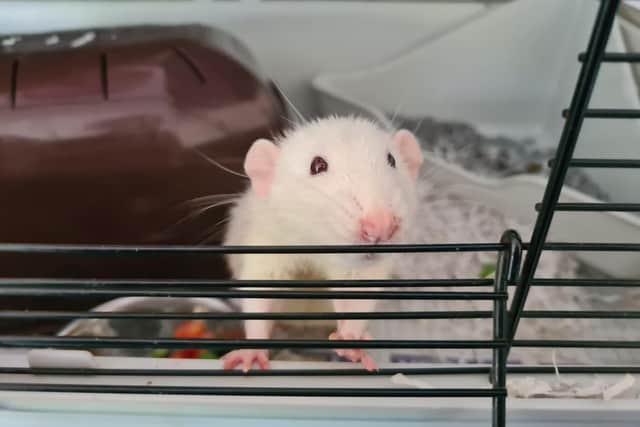 These rats were abandoned in a dirty cage in Wigan