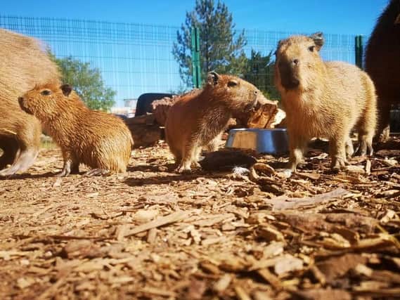 Capybara at the zoo