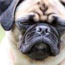 Flat-faced dogs such as pugs and bulldogs have a higher risk of developing heatstroke, a new study suggests