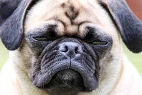 Flat-faced dogs such as pugs and bulldogs have a higher risk of developing heatstroke, a new study suggests