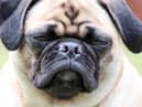 Flat-faced dogs such as pugs and bulldogs have a higher risk of developing heatstroke, a new study suggests