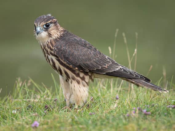 Robin Price's award-winning picture of a Merlin