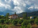 The vineyards of Greece  new world wines from an old world country?