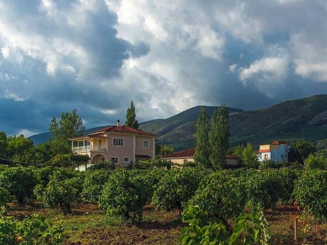 The vineyards of Greece  new world wines from an old world country?