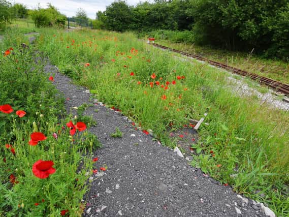 Wildflowers growing near the railway loop at the Lancashire Mining Museum