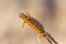 The great crested newt