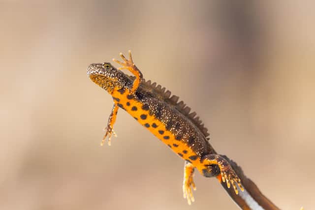 The great crested newt